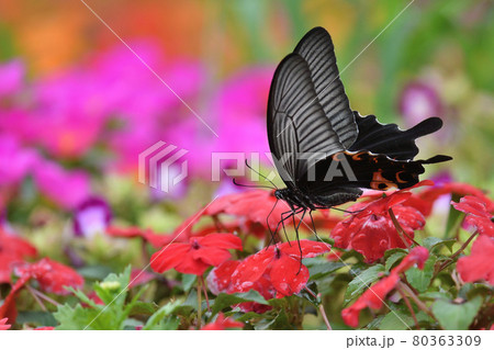 日々草とクロアゲハ 80363309