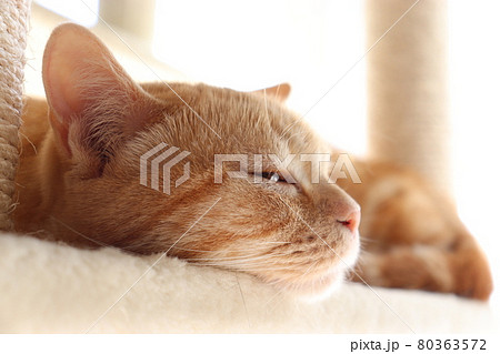 優しい寝顔の猫アメリカンショートヘアレッドタビーの写真素材
