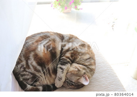 日向ぼっこで丸くなる猫アメリカンショートヘアシルバーパッチドタビー 80364014