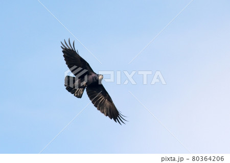 Crow 80364206