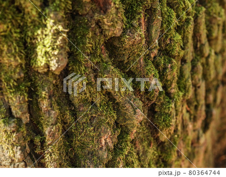 Detail of green moss growing on old tree bark. 80364744