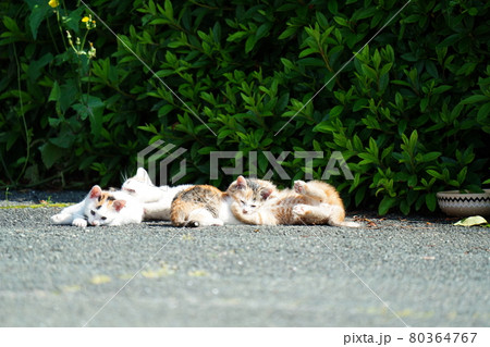野良猫の可愛い子猫が母親に見守られ元気に遊ぶ 野良猫の可愛い子猫が母親に見守られ元気に遊ぶ 80364767