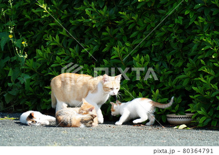 野良猫の可愛い子猫が母親に見守られ元気に遊ぶ 80364791