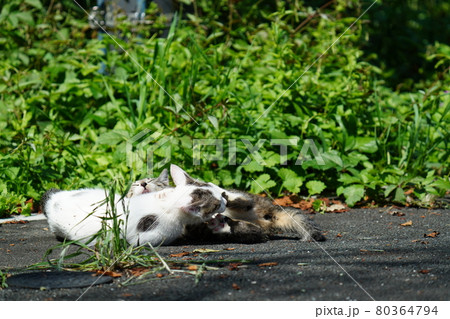 野良猫の可愛い子猫が母親に見守られ元気に遊ぶ 野良猫の可愛い子猫が母親に見守られ元気に遊ぶ 80364794