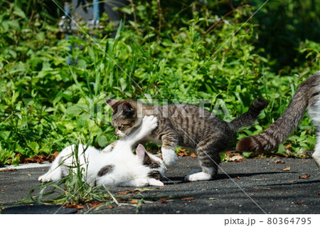 野良猫の可愛い子猫が母親に見守られ元気に遊ぶ 80364795