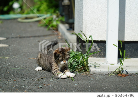 野良猫の可愛い子猫が母親に見守られ元気に遊ぶ 80364796