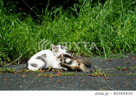 野良猫の可愛い子猫が母親に見守られ元気に遊ぶ 80364830