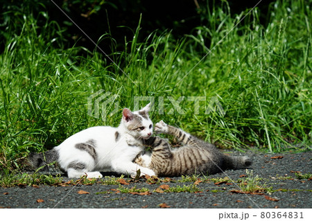 野良猫の可愛い子猫が母親に見守られ元気に遊ぶ 野良猫の可愛い子猫が母親に見守られ元気に遊ぶ 80364831