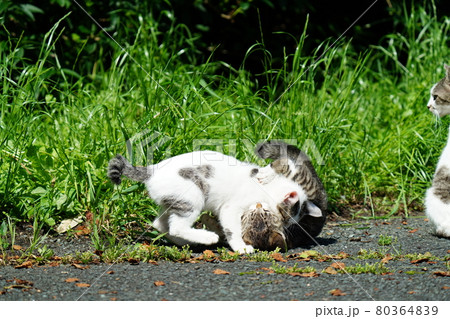 野良猫の可愛い子猫が母親に見守られ元気に遊ぶの写真素材 野良猫の可愛い子猫が母親に見守られ元気に遊ぶの写真素材