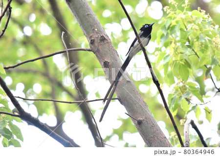 都市公園のサンコウチョウ雄 80364946