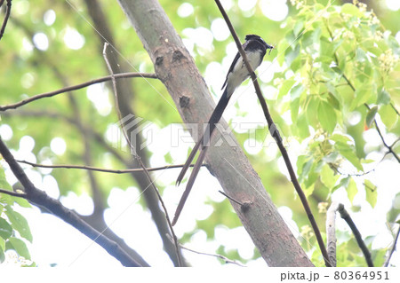 都市公園のサンコウチョウ雄 80364951