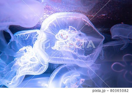 くらげ ぷかぷか くらげ ぷかぷか 80365082