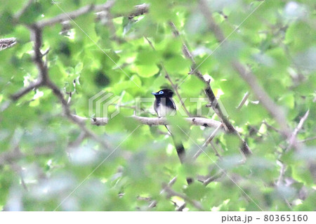 都市公園のサンコウチョウ雄 80365160