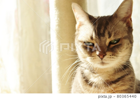 色っぽい表情でカメラ目線の猫アメリカンショートヘアブルータビー 80365440