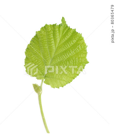 Green hazelnut leaves isolated on white background. Fresh green hazel leaf. Green hazelnut leaves isolated on white background. Fresh green hazel leaf. 80365479