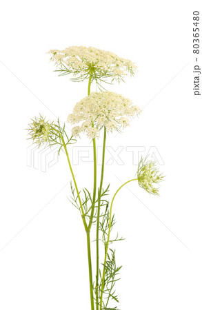 Wild carrot or Daucus carota, flowers isolated on white background. Medicinal herbal plant. Wild carrot or Daucus carota, flowers isolated on white background. Medicinal herbal plant. 80365480