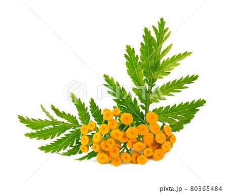 Tansy or Tanacetum vulgare flowers, isolated on white background. Medicinal herbal plant. Tansy or Tanacetum vulgare flowers, isolated on white background. Medicinal herbal plant. 80365484