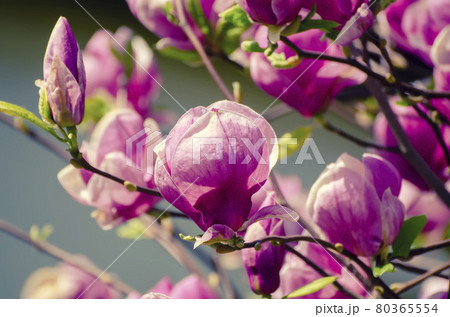 Magnolia spring flowers 80365554
