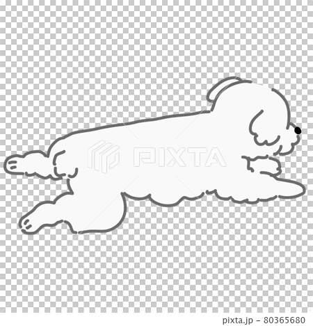 躺著的貴賓犬白色 80365680