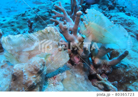 ハダカハオコゼ 二匹 沖縄の海 ハダカハオコゼ 二匹 沖縄の海 80365723