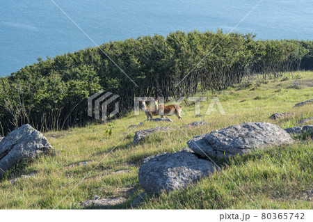 海 鹿 動物 80365742
