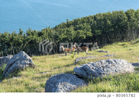 海 鹿 動物 80365782