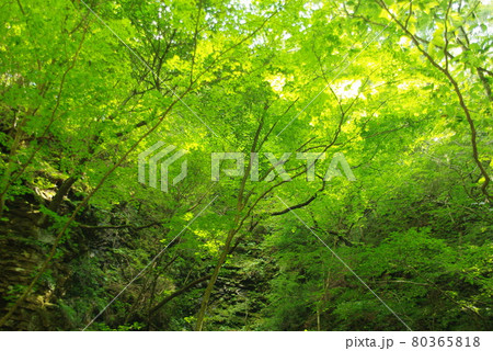 青々とした木々 青々とした木々 80365818