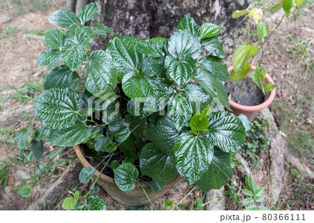 Daun kaduk or piper sarmentosum planted on pot as food and herbal medicine Daun kaduk or piper sarmentosum planted on pot as food and herbal medicine 80366111