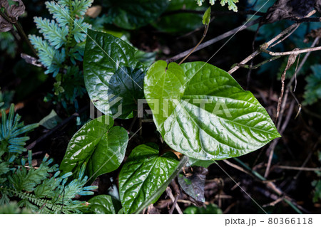 Wild daun kaduk or piper sarmentosum at Taman Negara National Park Wild daun kaduk or piper sarmentosum at Taman Negara National Park 80366118