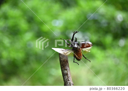 カブトムシが飛ぶ瞬間 80366220
