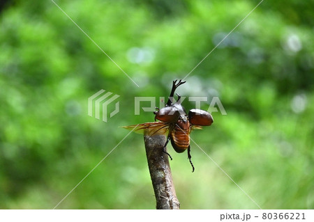 カブトムシが飛ぶ瞬間 80366221