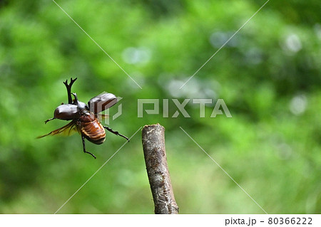カブトムシが飛ぶ瞬間 80366222