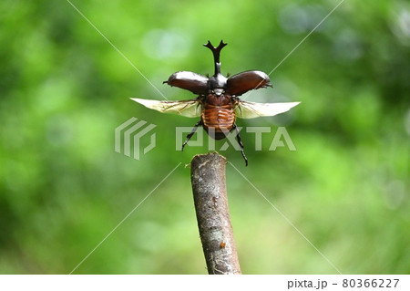 カブトムシが飛ぶ瞬間 80366227