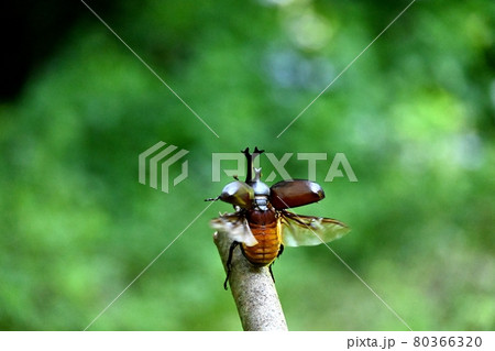 カブトムシが飛ぶ瞬間 80366320