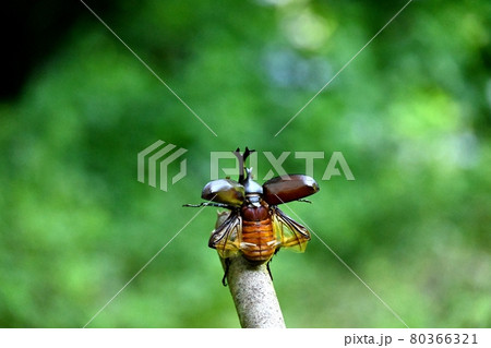 カブトムシが飛ぶ瞬間 80366321