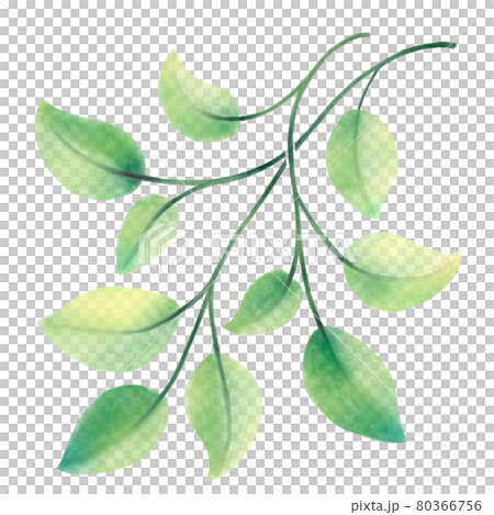 Illustration of fresh green leaves and branches 80366756
