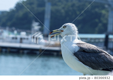 海 カモメ 鳥 80366932