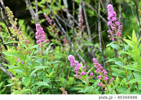 ホザキシモツケ ホザキシモツケ 80366986
