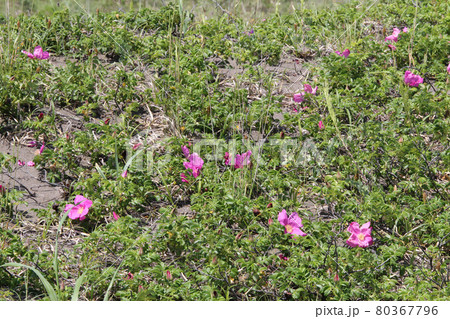 ハマナス　はまなす　浜茄子 80367796