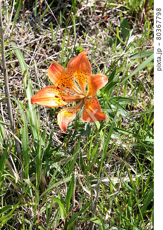 エゾスカシユリ　蝦夷透百合　北海道初夏の花 80367798