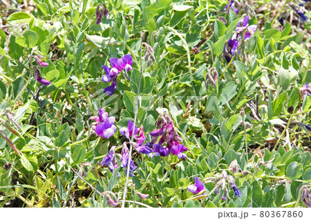 ハマエンドウ　浜豌豆 80367860