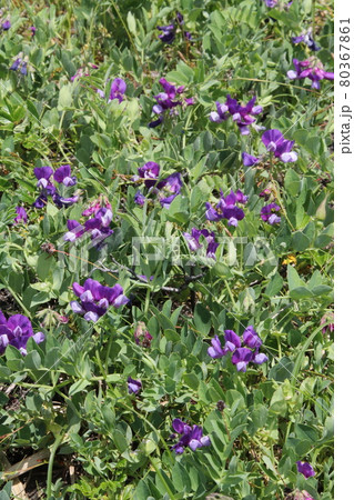 ハマエンドウ　浜豌豆 80367861