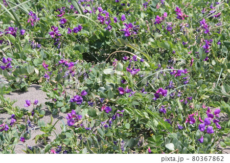 ハマエンドウ　浜豌豆 80367862