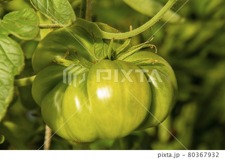 A large green tomato on a branch in the sun. Healthy food concept. 80367932