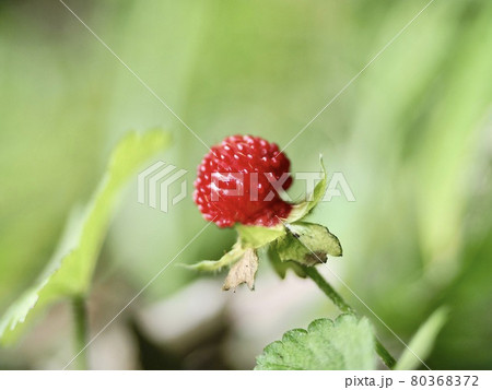 ヤブヘビイチゴの実 80368372