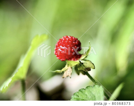 ヤブヘビイチゴの実 80368373
