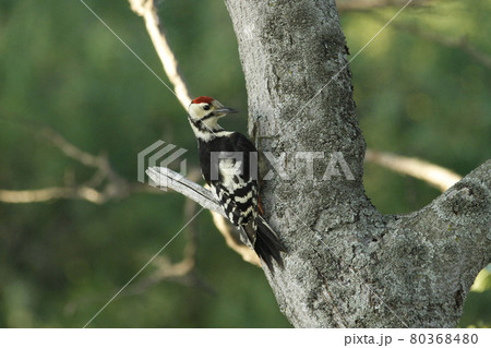 エゾアカゲラ　アカゲラ　キツツキ　北海道野鳥 80368480