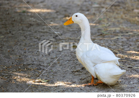 The white duck in summer at farm thailand 80370926