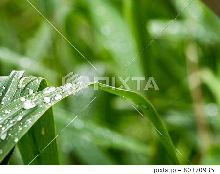 雨上がりの景色 芦の葉についた水滴 雨上がりの景色 芦の葉についた水滴 80370935