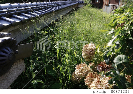 庭に生えた大量の雑草　エノコログサ(猫じゃらし)など 80371235
